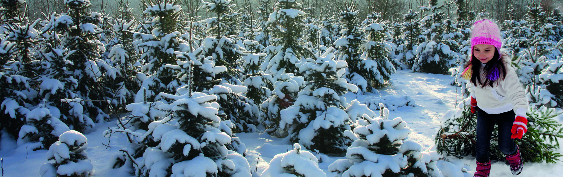 Weihnachtsbaumverkauf Weihnachtsbaum selber schlagen – Weihnachtsevent