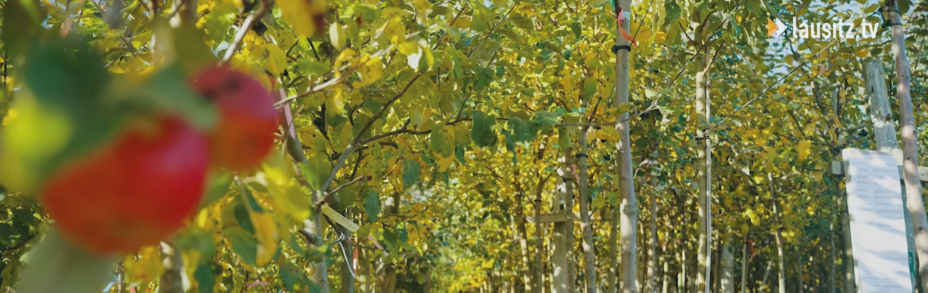 Pflanzzeit ist jetzt …