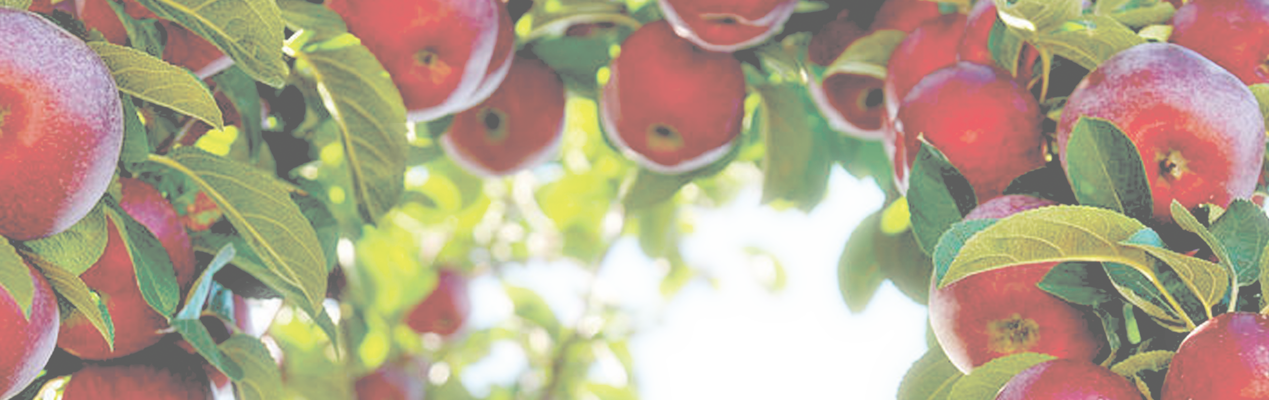 Obstbaumveredelung-Service